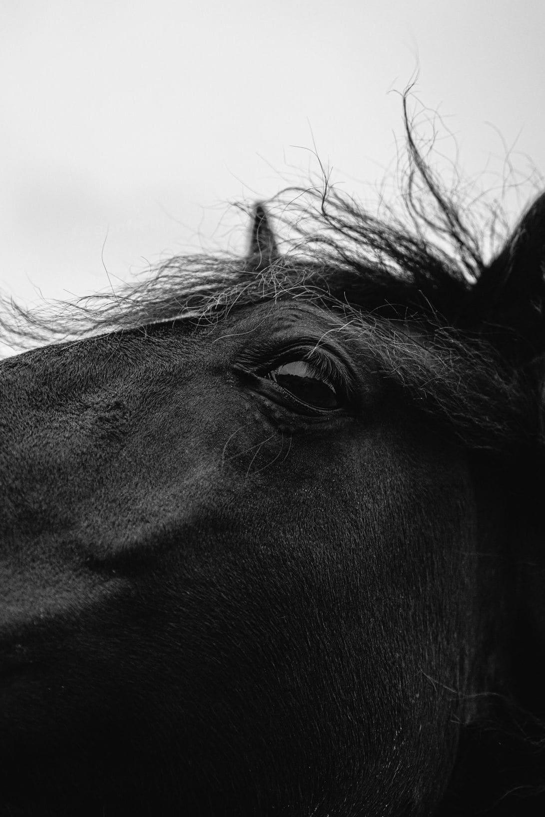 Greenfield Equine