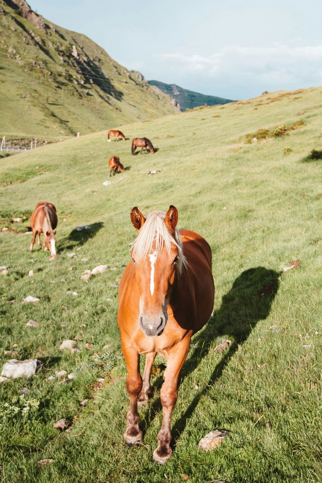 How to Choose the Right Horse for Your Riding Goals