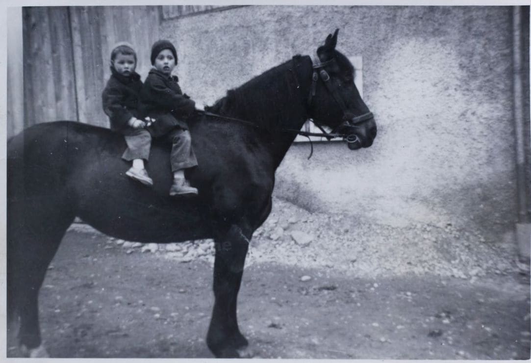 Greenfield Equine 1