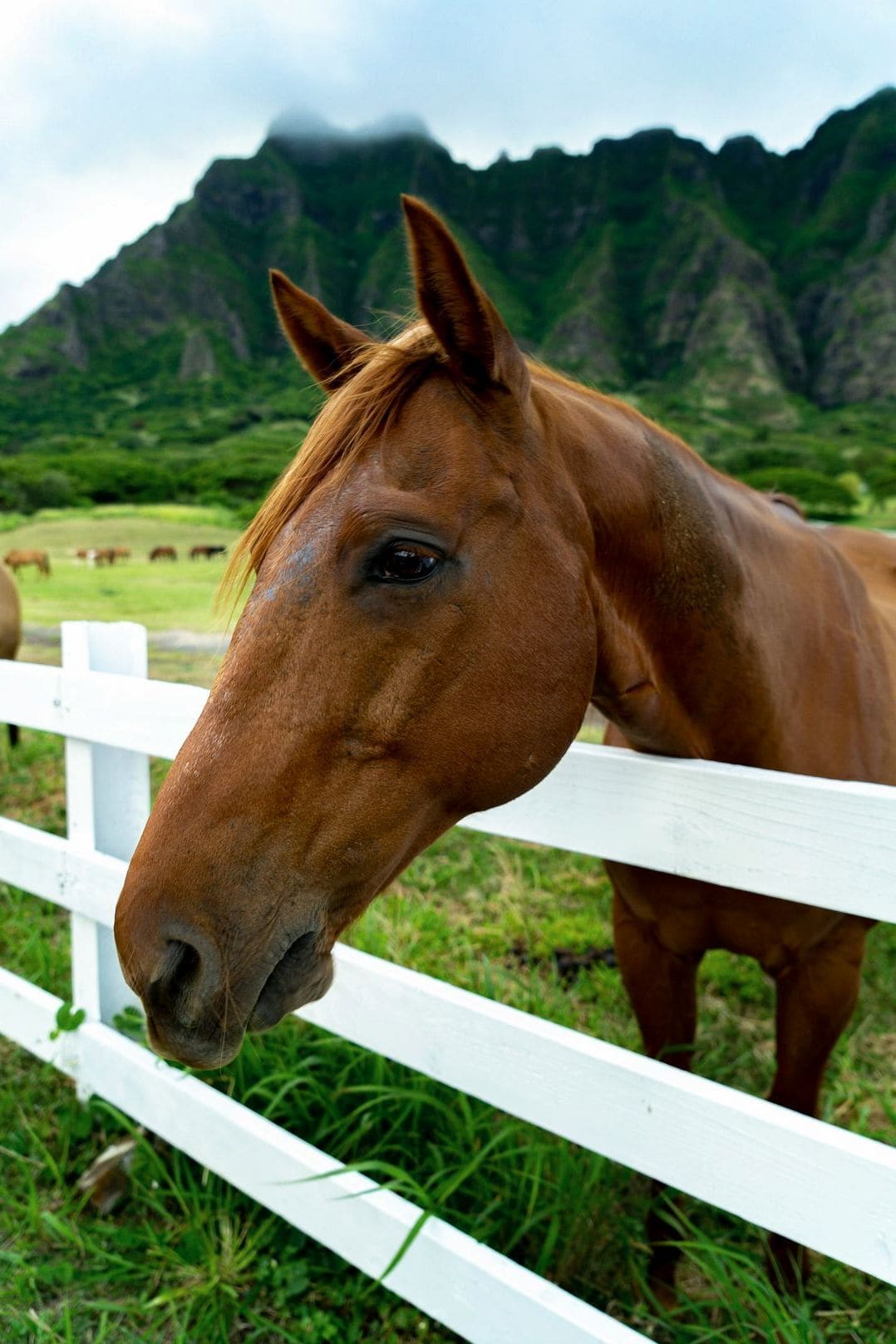 Greenfield Equine 10