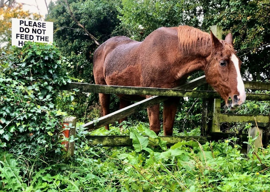 Greenfield Equine 11
