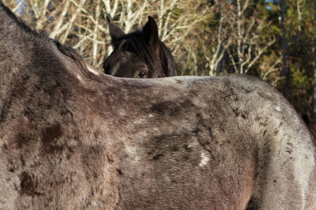 Greenfield Equine 12