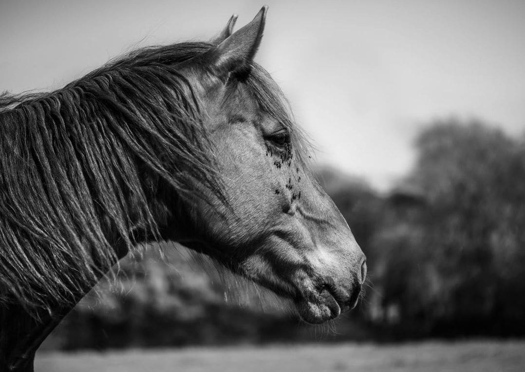 Greenfield Equine 13