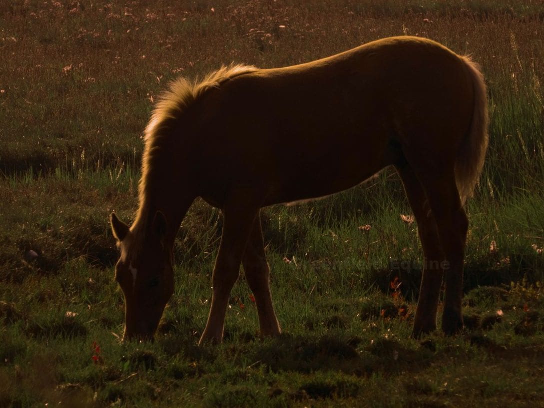 Greenfield Equine 14