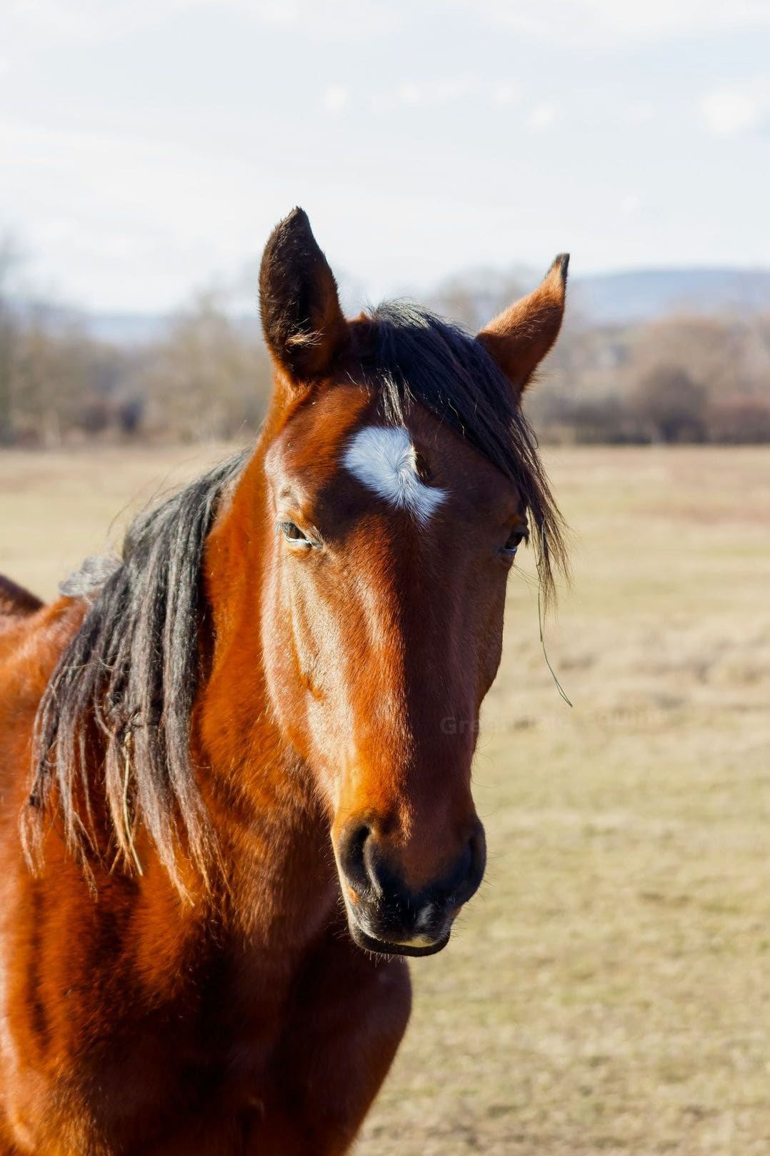 Greenfield Equine 15
