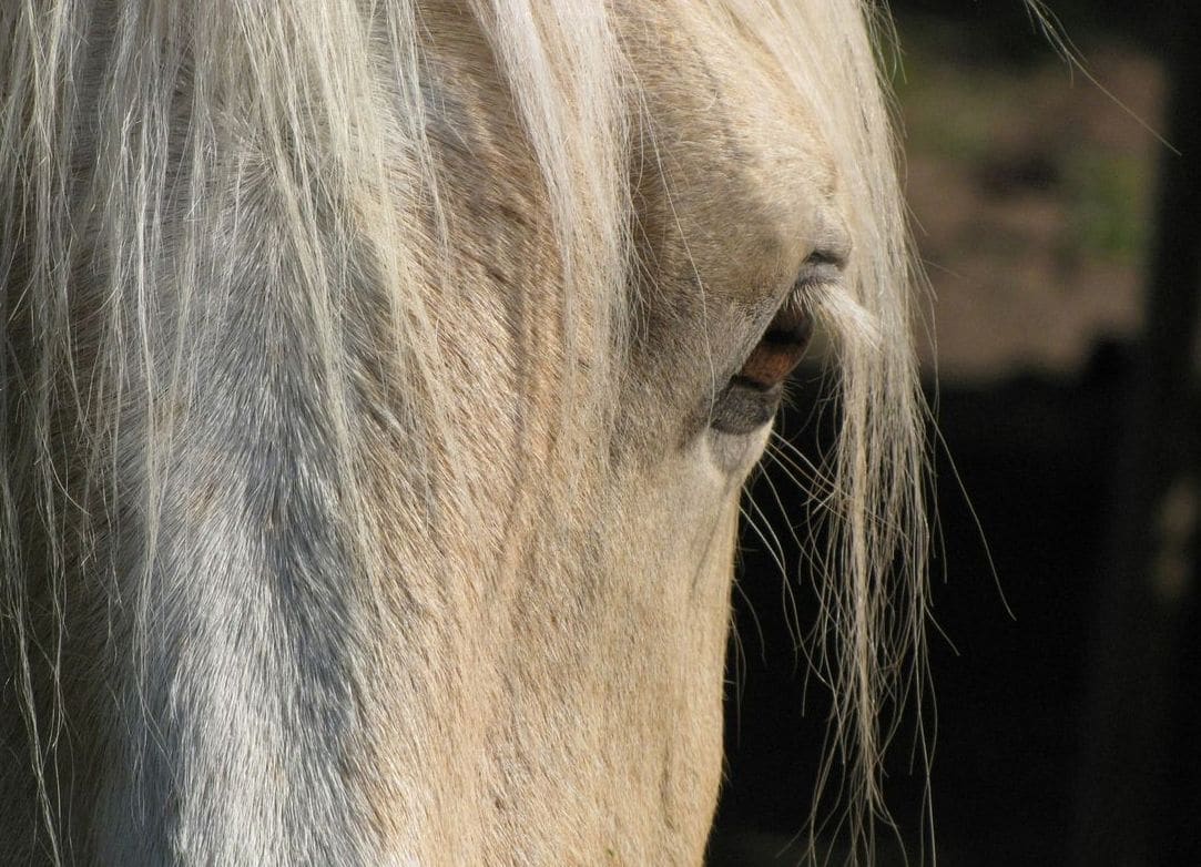 Greenfield Equine 2