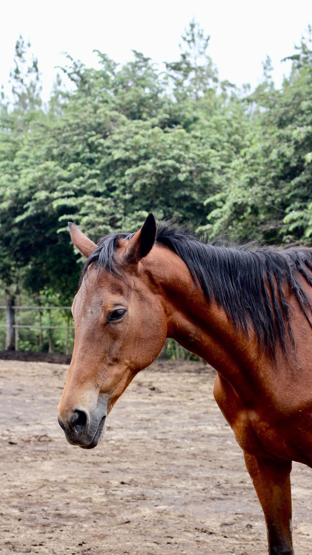 Greenfield Equine 3