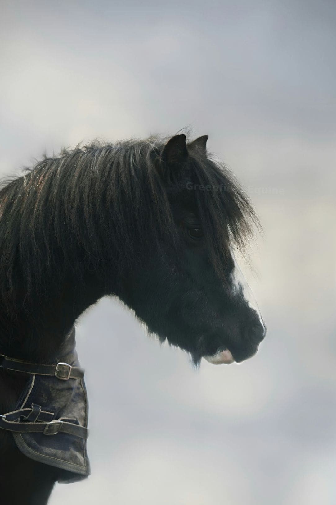 Greenfield Equine 4