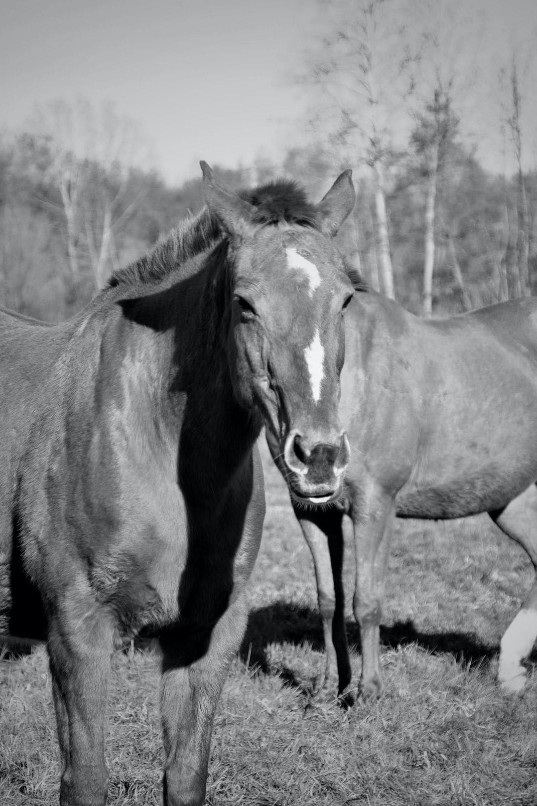 Greenfield Equine 5