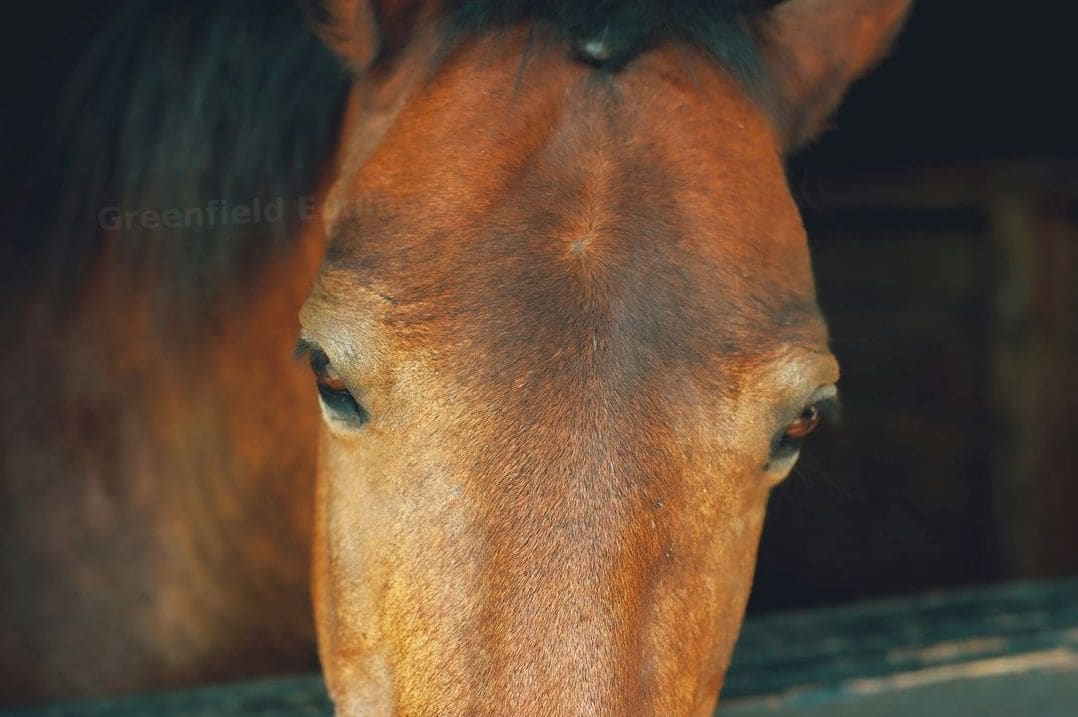 Greenfield Equine 6