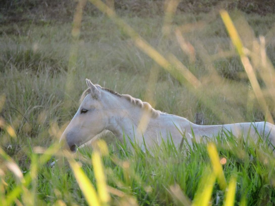 Greenfield Equine 7