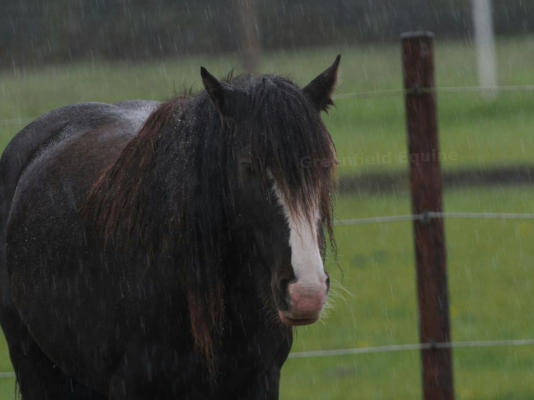Greenfield Equine 8