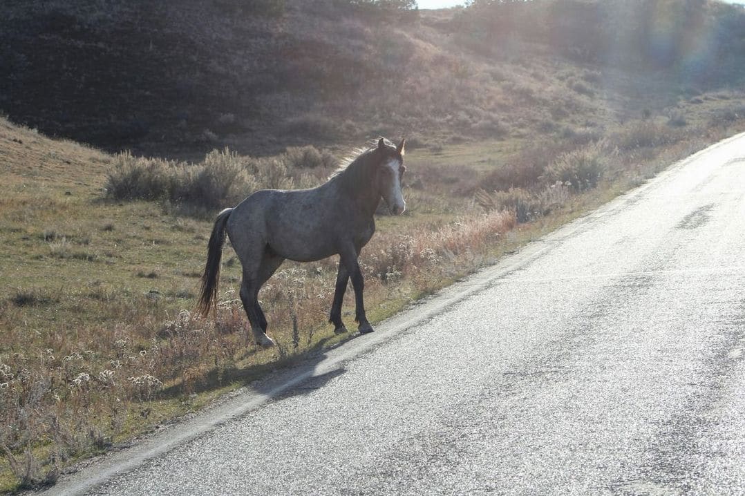 Greenfield Equine 9