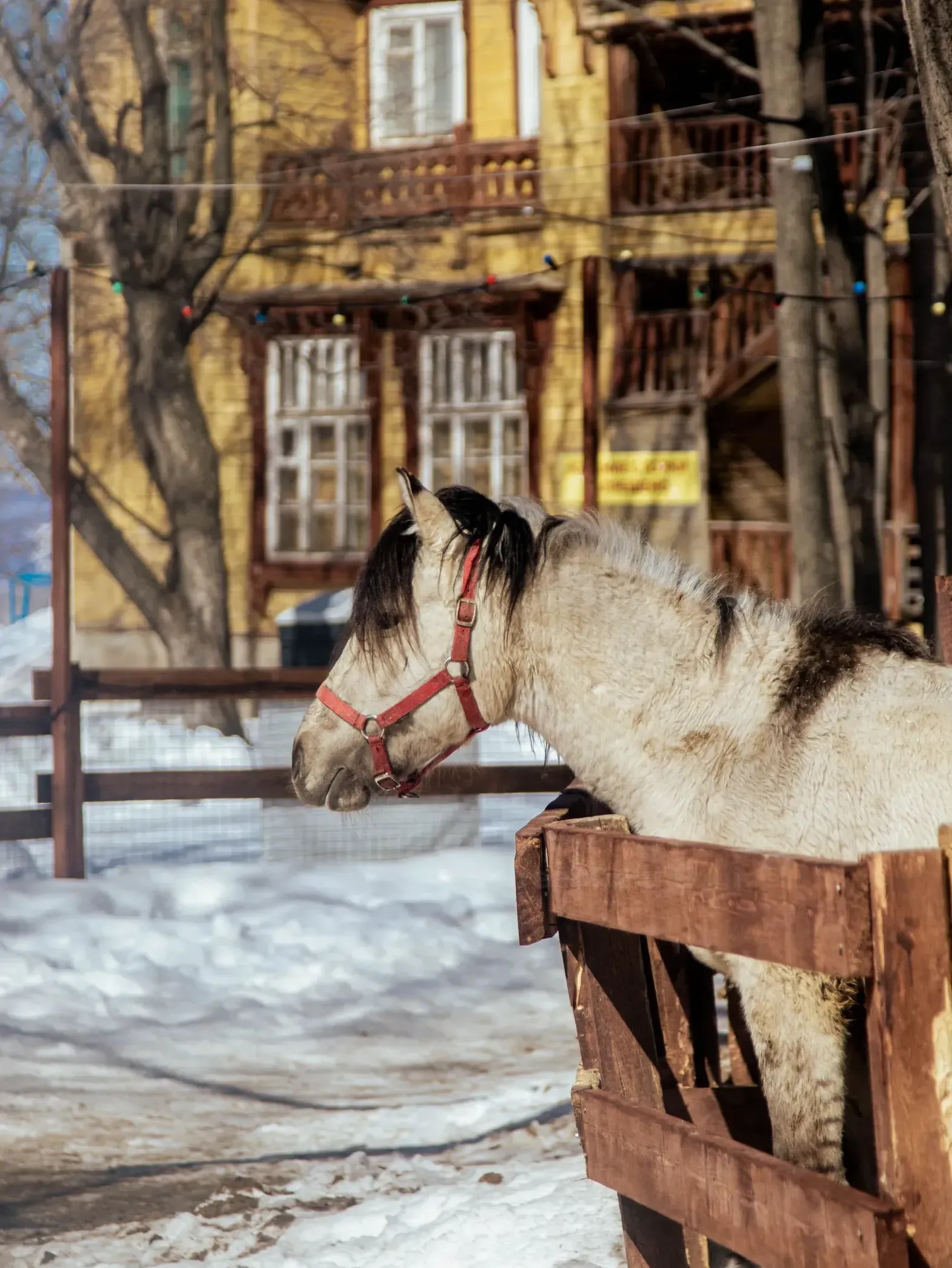 Practical horse breeding and stable management for Greenfield Equine